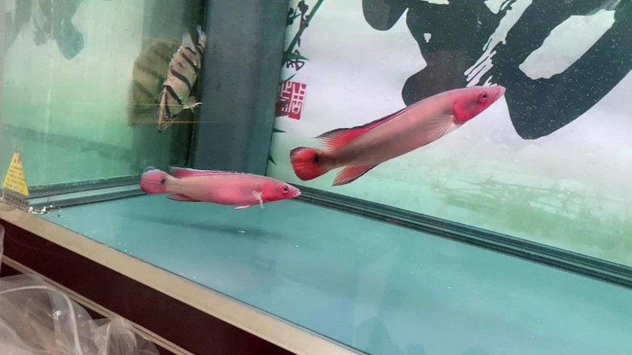 胭脂魚和龍魚混養好嗎圖片