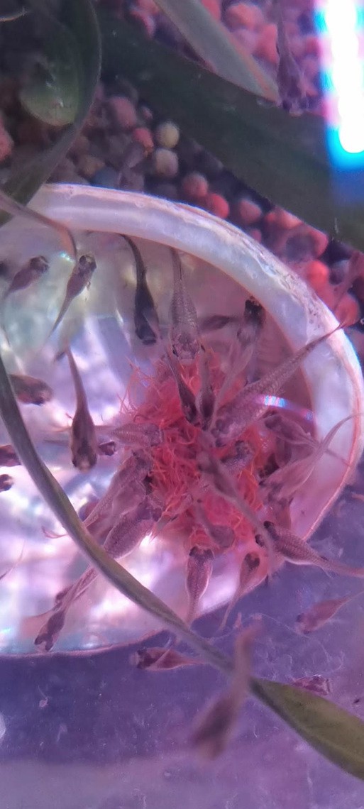 胭脂魚和龍魚混養好嗎圖片