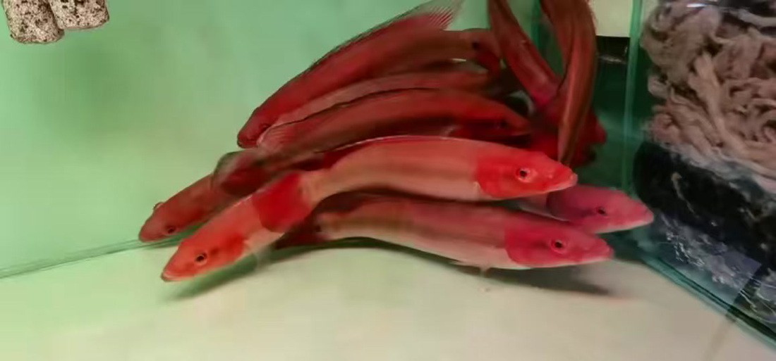 胭脂魚和龍魚混養好嗎圖片