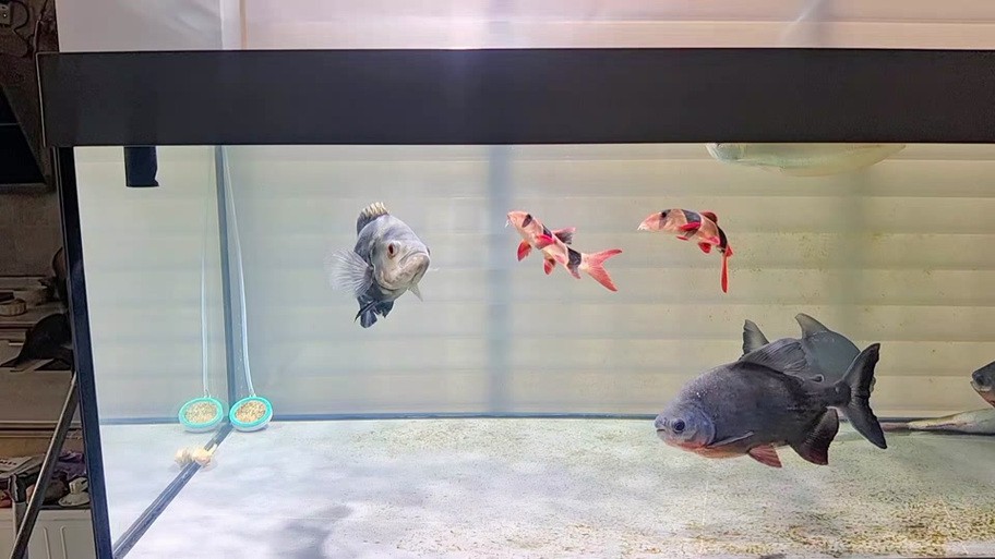 胭脂魚和龍魚混養好嗎圖片