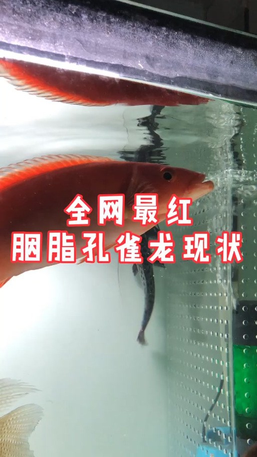 胭脂魚和龍魚混養好嗎圖片