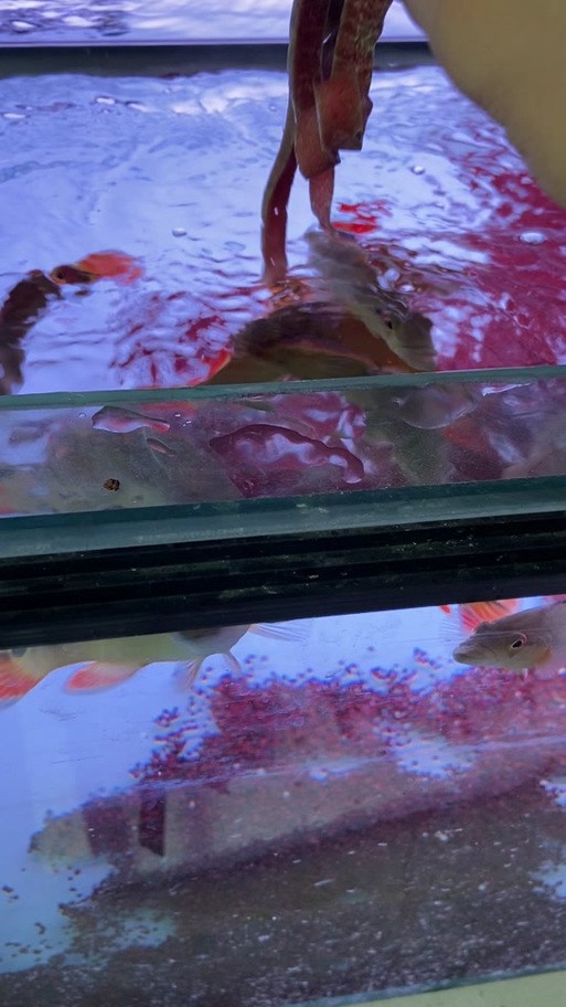 胭脂魚和龍魚混養好嗎圖片
