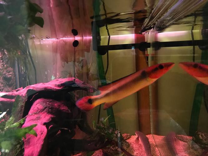 胭脂魚和龍魚混養好嗎圖片