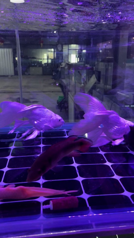 胭脂魚和龍魚混養好嗎圖片