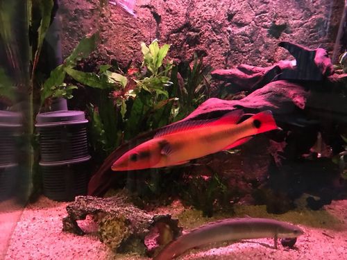 胭脂魚和龍魚混養好嗎圖片