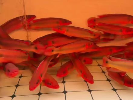 胭脂魚和龍魚混養好嗎圖片