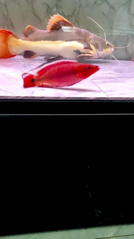胭脂魚和龍魚混養好嗎圖片