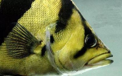 龍魚打虎魚放什么沙包魚好：龍魚和虎魚的混養中常被推薦用作龍魚的沙包魚的魚類