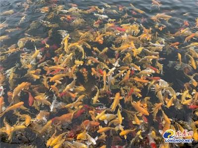 龍魚養(yǎng)殖基地有哪些地方：中國龍魚養(yǎng)殖基地分布 龍魚養(yǎng)殖基地有哪些地方：中國龍魚養(yǎng)殖基地分布 龍魚百科 第2張