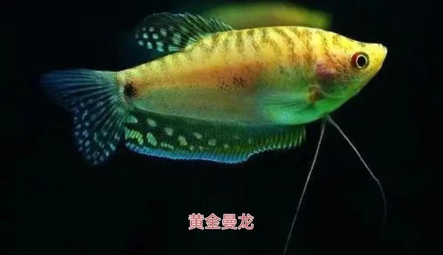 曼龍魚吃什么水果比較好？ 曼龍魚吃什么水果比較好？ 龍魚百科 第2張
