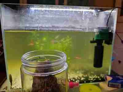 龍魚可以和草金混養(yǎng)嗎：如何預(yù)防龍魚攻擊其他魚，龍魚混養(yǎng)環(huán)境的布置技巧