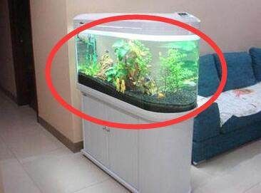 魚缸擺放的八個禁忌（如何選擇適合的魚缸尺寸）