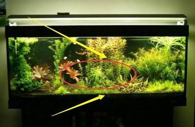 魚缸擺放的八個禁忌（如何選擇適合的魚缸尺寸）