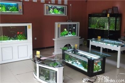 魚缸擺放的八個禁忌（如何選擇適合的魚缸尺寸）