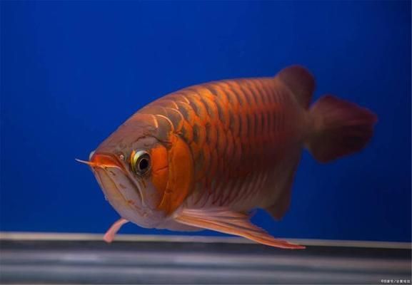 龍魚換水不能喂食嗎（龍魚換水前后注意事項，）