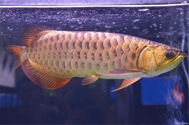 龍魚換水不能喂食嗎（龍魚換水前后注意事項，）