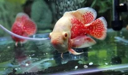 龍魚的頭腦朝下是怎么：龍魚倒立頭朝下可能是由以下幾個原因引起的：龍魚倒立頭朝下