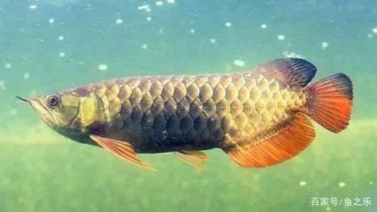 龍魚的頭腦朝下是怎么：龍魚倒立頭朝下可能是由以下幾個原因引起的：龍魚倒立頭朝下