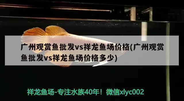龍魚老用身體蹭缸：龍魚用身體蹭缸的原因 龍魚老用身體蹭缸：龍魚用身體蹭缸的原因 龍魚百科 第4張