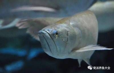 龍魚老用身體蹭缸：龍魚用身體蹭缸的原因 龍魚老用身體蹭缸：龍魚用身體蹭缸的原因 龍魚百科 第5張