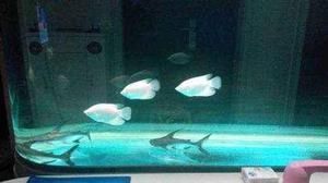 招財戰船魚混養順序技巧：招財魚和戰船魚在混養時需要注意尺寸和性格特點