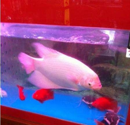 招財戰船魚混養順序技巧：招財魚和戰船魚在混養時需要注意尺寸和性格特點