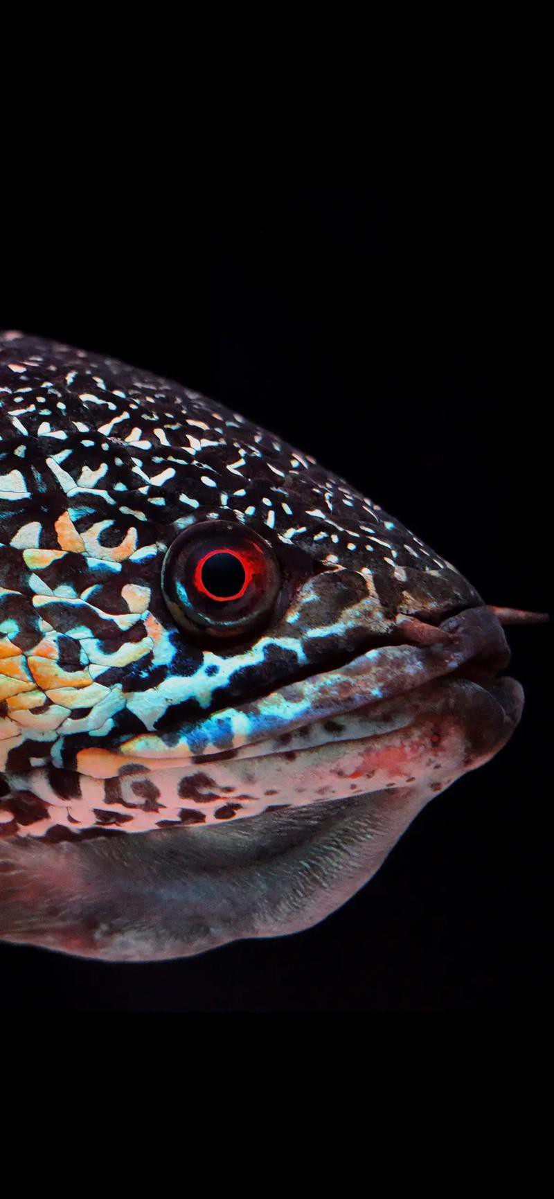 最貴的雷龍魚是什么品種圖片 最貴的雷龍魚是什么品種圖片 龍魚百科 第9張