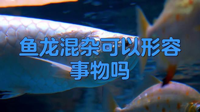 “魚(yú)龍混雜”成語(yǔ)在現(xiàn)代如何使用？