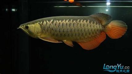 紅龍魚(yú)怎樣養(yǎng)上色快些呢圖片（紅龍魚(yú)怎樣養(yǎng)上色快些呢圖片大全）
