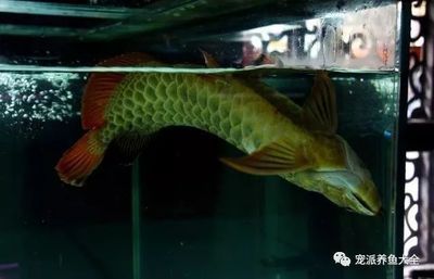 龍魚能否與銀鼓魚混養(yǎng)：龍魚與銀鼓魚混養(yǎng)時(shí)需要考慮到這些習(xí)性，可以提高混養(yǎng)成功的可能性