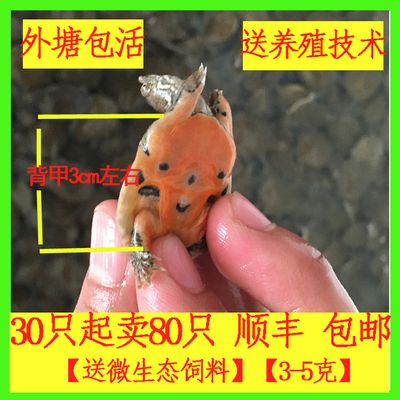 龍魚飼料改口訓食方法圖解：龍魚飼料改口訓食方法圖解龍魚飼料改口訓食方法圖解