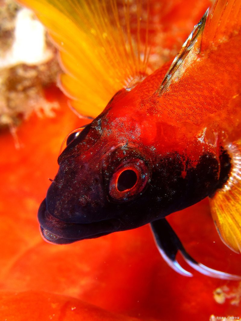 曼龍魚孔雀魚混養