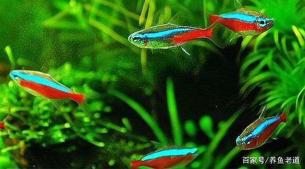 曼龍魚孔雀魚混養