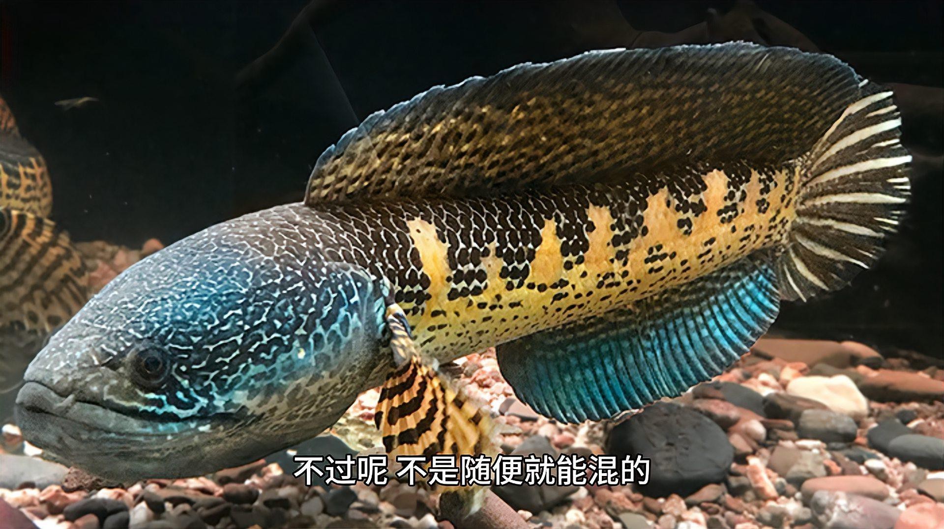 曼龍魚孔雀魚混養