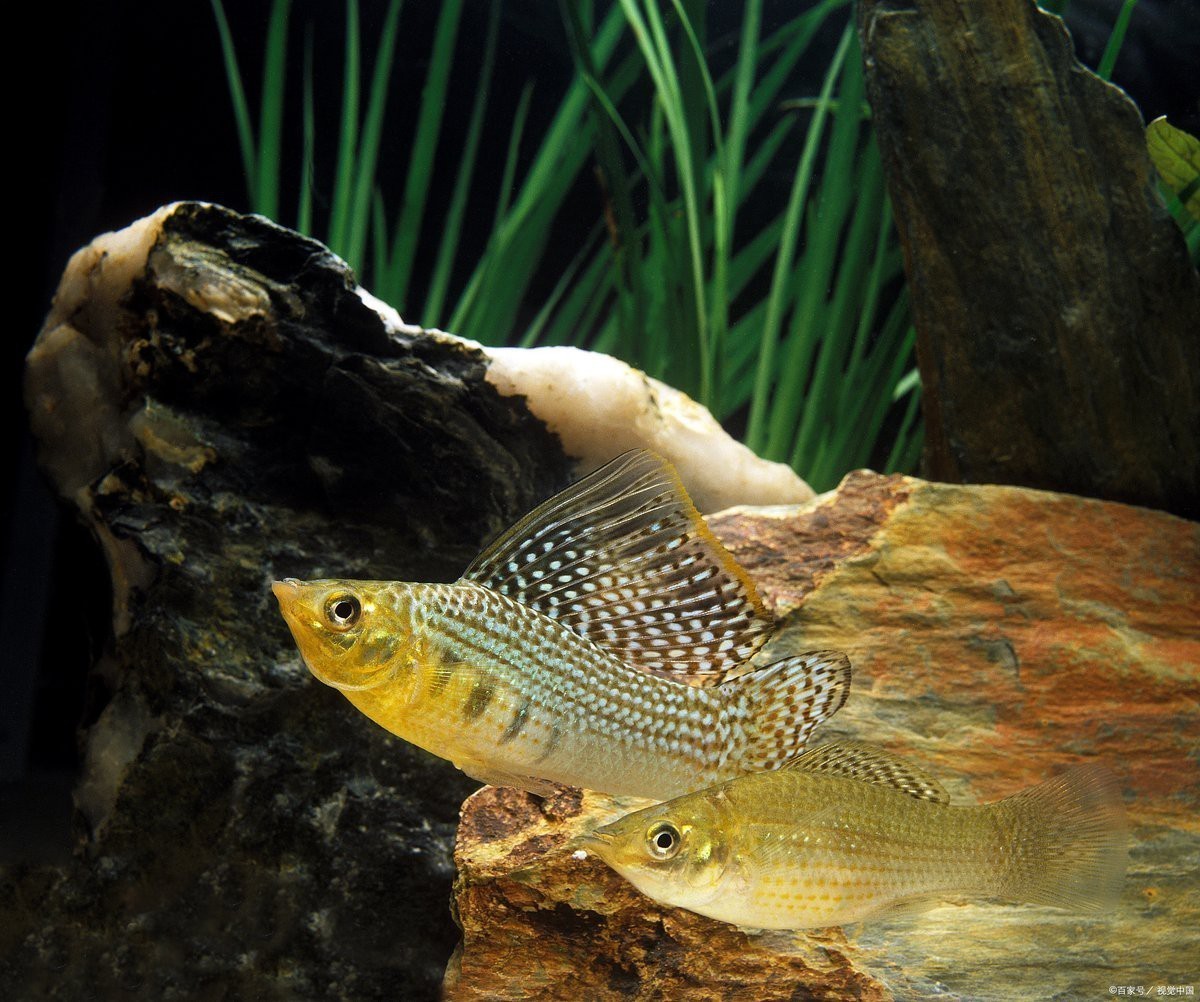 曼龍魚孔雀魚混養