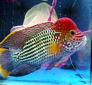 網購金龍魚苗是真的嗎能買嗎：網購金龍魚苗是真實存在的嗎？