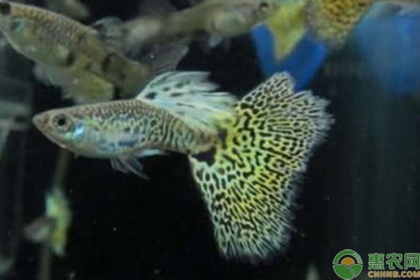 十大最好養(yǎng)的魚