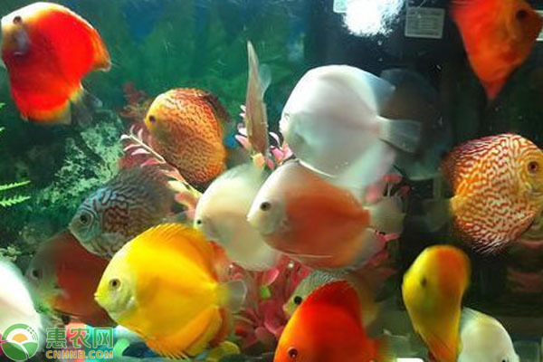十大最好養(yǎng)的魚