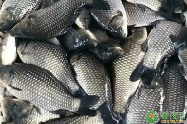 十大最好養(yǎng)的魚