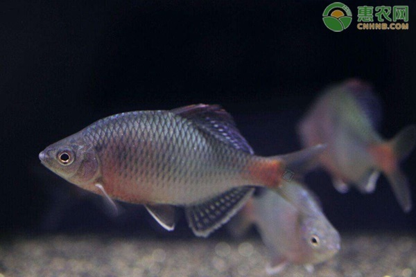 十大最好養(yǎng)的魚