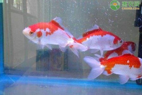 十大最好養(yǎng)的魚
