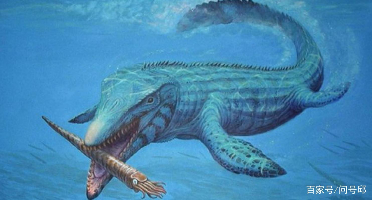 滄龍魚長什么樣圖片大全