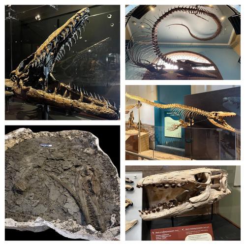 滄龍魚長什么樣圖片大全