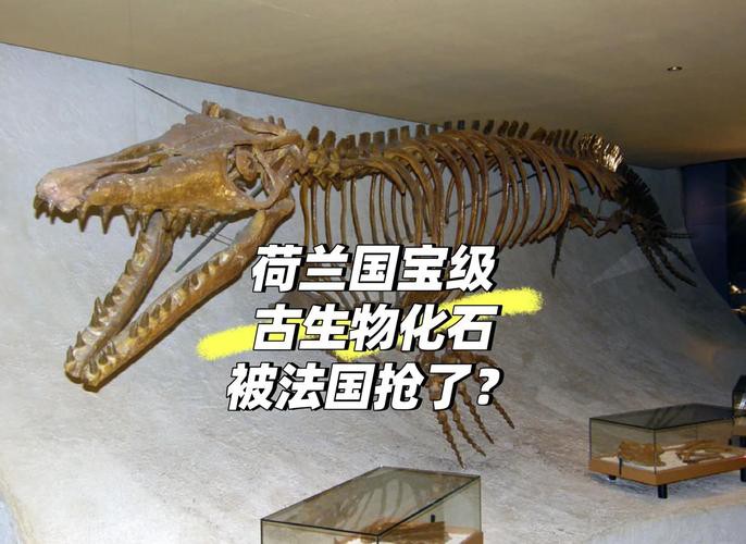 滄龍魚長什么樣圖片大全