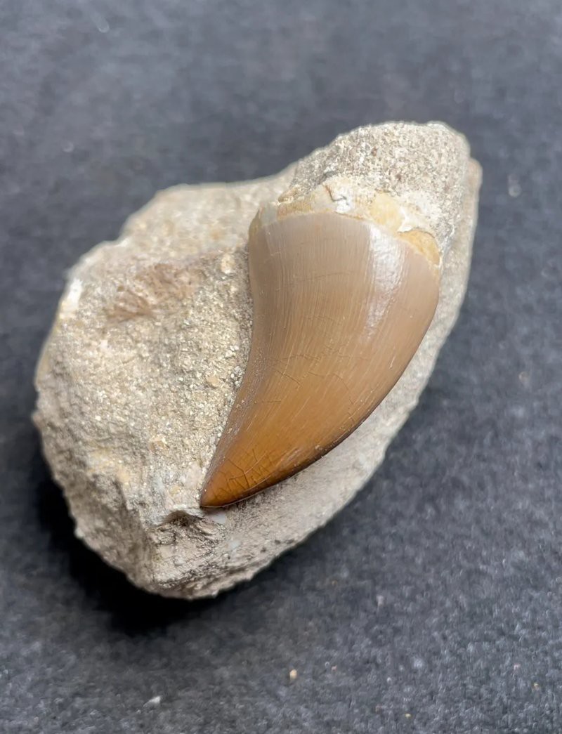 滄龍魚長什么樣圖片大全