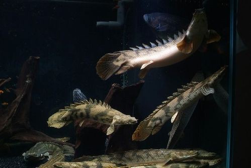 九角龍魚圖片欣賞