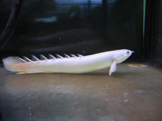 九角龍魚圖片欣賞