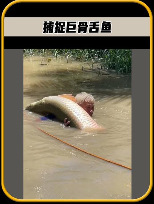 九角龍魚圖片欣賞