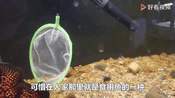 九角龍魚圖片欣賞