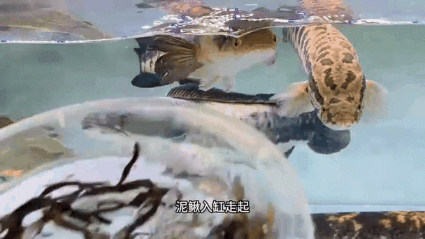 九角龍魚圖片欣賞